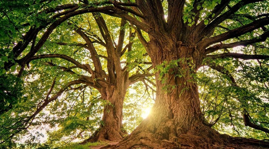 Cry of the Tree