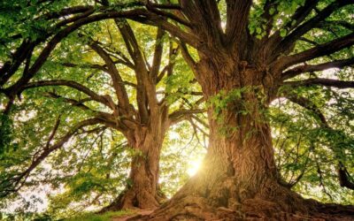 Cry of the Tree