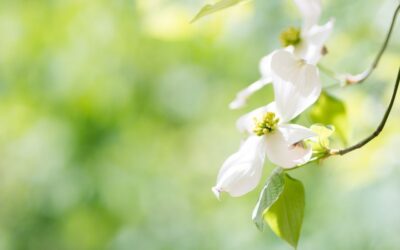 Flower and Tree
